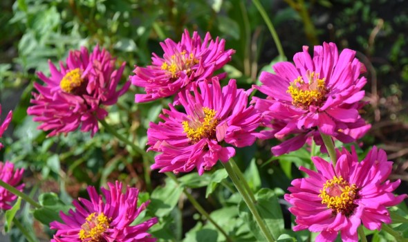 L’été arrive, aménagez votre jardin !